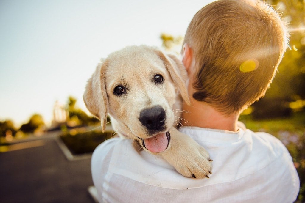 Faites promener votre chien pour son bien