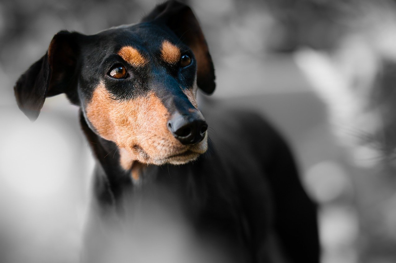Comment apprendre la propreté à son chien ?