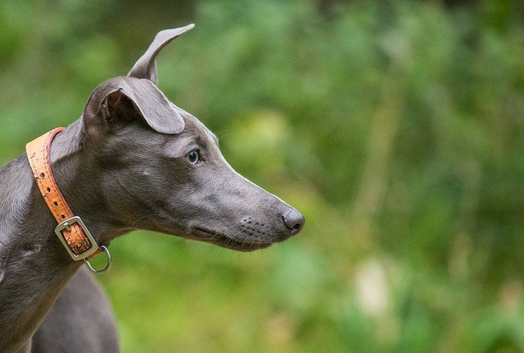 Pourquoi contacter un éducateur canin ?