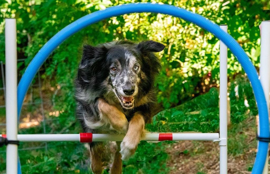 Quels sont les accessoires d'éducation pour un chien ?