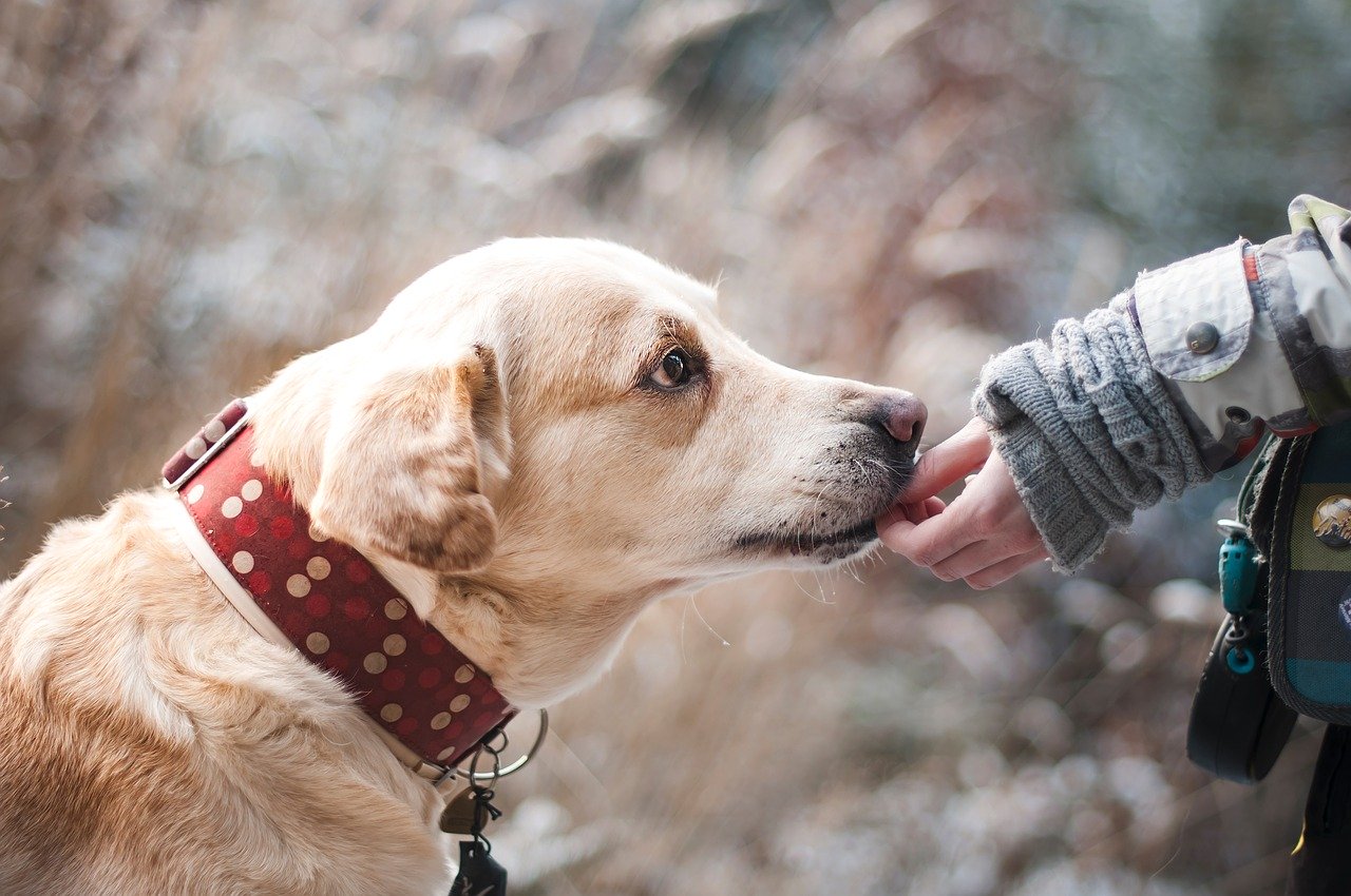Quels sont les accessoires d'éducation pour un chien ?