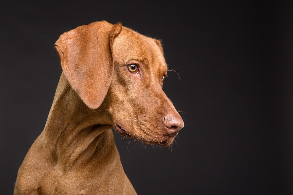 Faites promener votre chien pour son bien