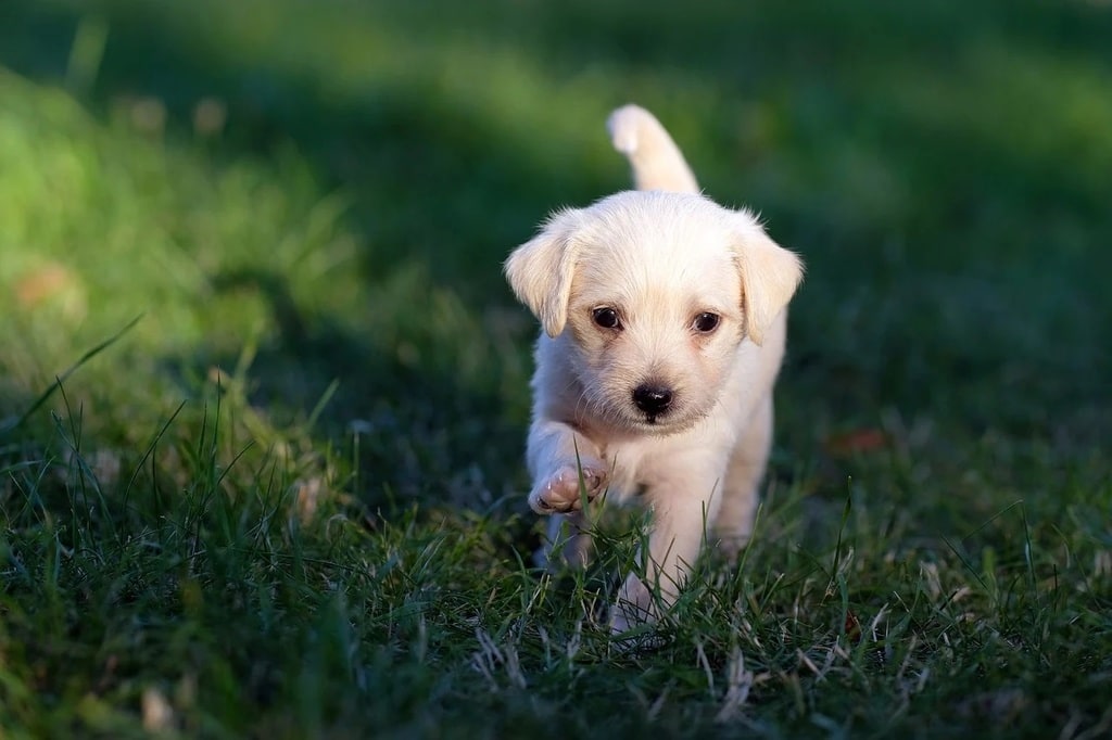 Comment apprendre la propreté à son chien ?