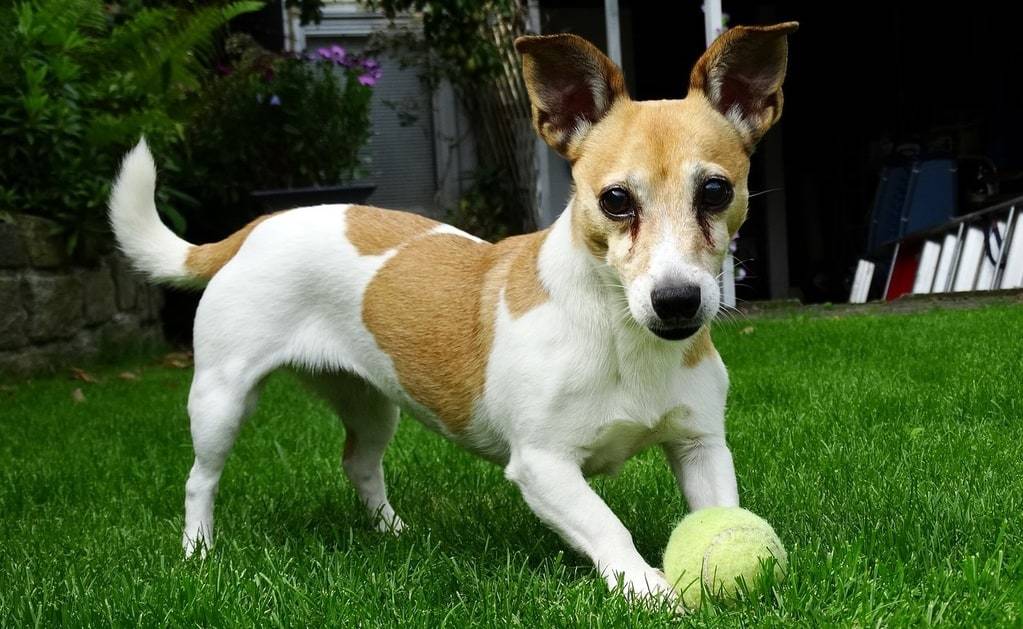 Pourquoi contacter un éducateur canin ?