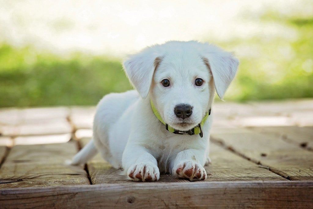Conseils pour bien choisir votre chien