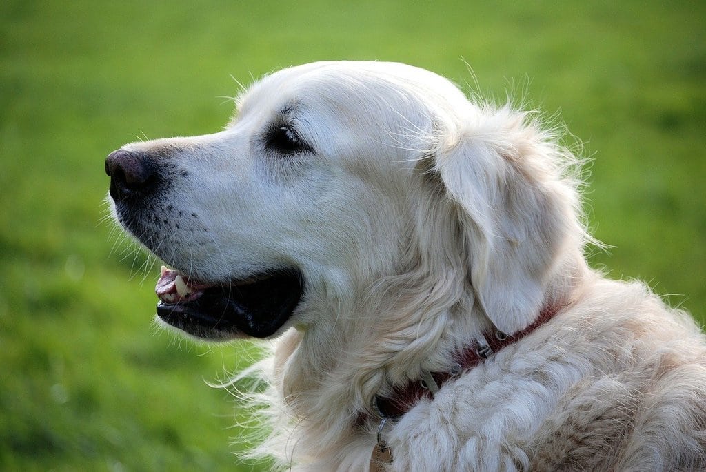 Conseils pour bien choisir votre chien